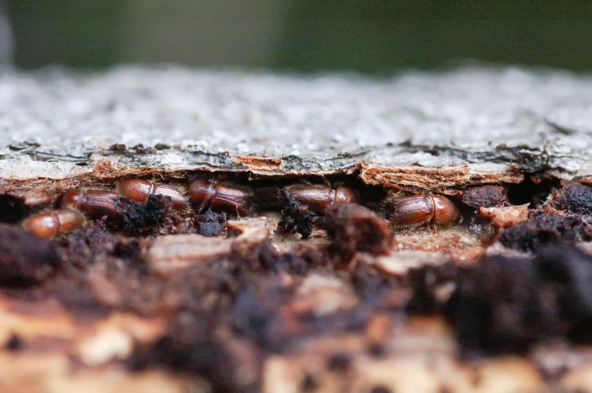 Spruceful IoT Device